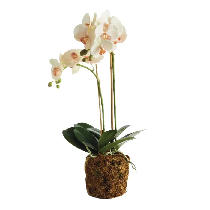 Phalaenopsis Blush Orchid Drop-In 23″ Artificial Flower
